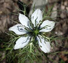 Nigella damascena - Michigan Flora