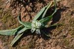 Allium chamaemoly / Ail Petit-Moly / Amaryllidaceae ... - FLOREALPES