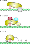 p300-cbp transcription factors