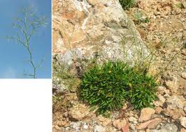 Limonium sommierianum (Fiori) Arrigoni - Portale della Flora d'Italia ...
