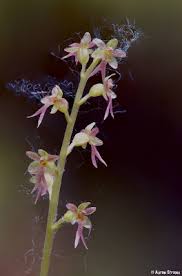 Neottia cordata - Michigan Flora
