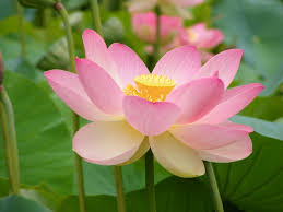 Image result for water lily
