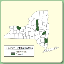 Carduus crispus - Species Page - NYFA: New York Flora Atlas