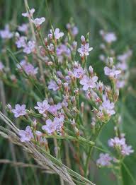 Limonium (Caspia, marsh-rosemary., Sea Lavender, Statice) | North ...