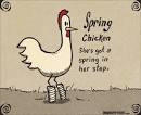 spring chicken