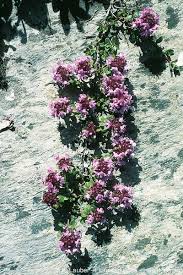 Thymus praecox subsp. polytrichus