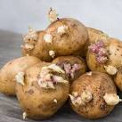 Gef hrliche Schale: Was die Kartoffel giftig macht - Stern TV
