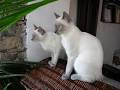 Chatterie du Siam - Siamaposs Cattery - chat