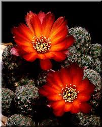 Resultado de imagen para flor de cactus