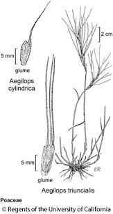Aegilops cylindrica