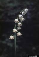 lily of the valley: Convallaria majalis (Liliales: Liliaceae): Invasive ...