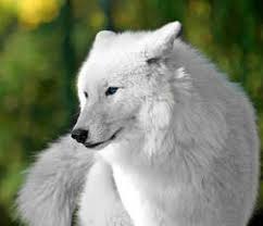 Image result for alpha wolf beautiful