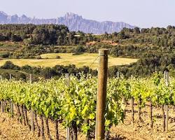 Image of vineyard in the Cava region
