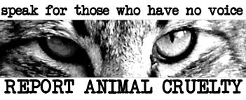 Bildresultat för animal cruelty quotes