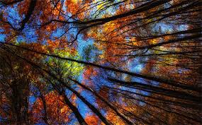 Image result for fall images