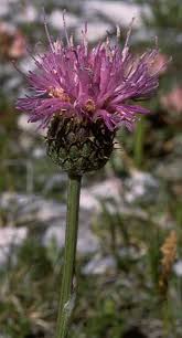Serratula, Alpine and Mediterranean wildflowers, by Provence Beyond