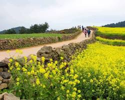 전남 청산도 서편제 촬영지 유채꽃밭 풍경, AI로 생성