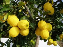 Image result for lemon images