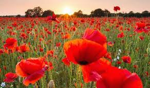 Image result for remembrance sunday