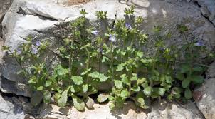 <i>Campanula erinus</i> | Flora of Gibraltar