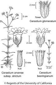 Cerastium glomeratum