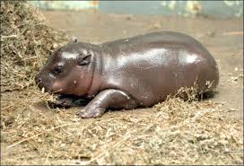 Résultat de recherche d'images pour "photos de hippopotame nain"