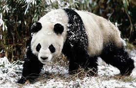 Resultado de imagen de giant panda