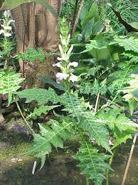 Acanthus (plant) - Wikipedia