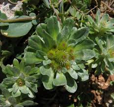 Evax pygmaea (Pygmy Cudweed) : MaltaWildPlants.com - the ...