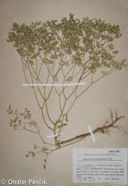 Euphorbia taurinensis – pryšec turínský • Pladias: Database of the ...