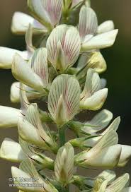 Onobrychis alba - picture 1 - The Bulgarian flora online