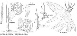 Ophioglossaceae - FNA