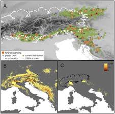 Evidence for Glacial Refugia of the Forest Understorey ... - Frontiers