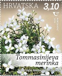 Tommasini's sandwort (Moehringia ... - Hrvatska pošta - Webshop
