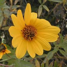 Prairie Sunflower (Helianthus pauciflorus)