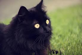 Résultat de recherche d'images pour 'chat noir angora aux yeux jaunes'