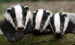 Image result for badger cute