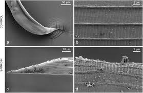 Anti-parasitic activity of pelleted sainfoin (Onobrychis viciifolia ...