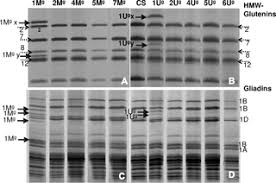 Chromosome Specific Substitution Lines of Aegilops geniculata ...