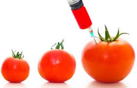 Imagini pentru alimente modificate genetic