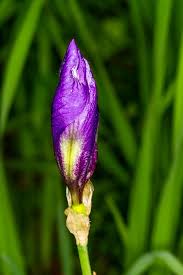 Iris sambucina - Wikipedia