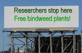Image result for bindweed roots