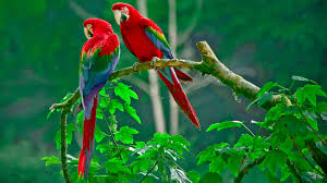 Image result for parrot