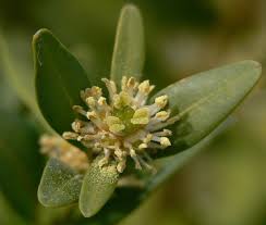 Buxaceae - Wikipedia