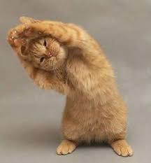 Bildergebnis für katzen machen Yoga