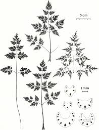 Zur Kenntnis von Aethusa cynapium subsp. cynapioides (M. BIEB ...