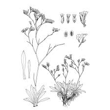 Limonium laetum (Nyman) Pignatti | Anthosart