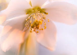 Helleborus niger (Christmas Rose)
