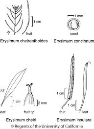 Erysimum cheiranthoides