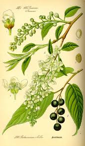 Prunus padus - Wikipedia